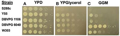 Inter-Kingdom Modification of Metabolic Behavior: [GAR+] Prion Induction in Saccharomyces cerevisiae Mediated by Wine Ecosystem Bacteria